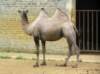 kameel_small.jpg