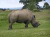 neushoorn_small.jpg