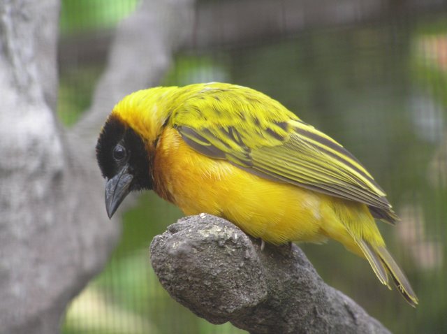 vogel.jpg