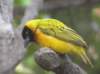 vogel_small.jpg