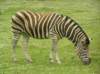 zebra_small.jpg