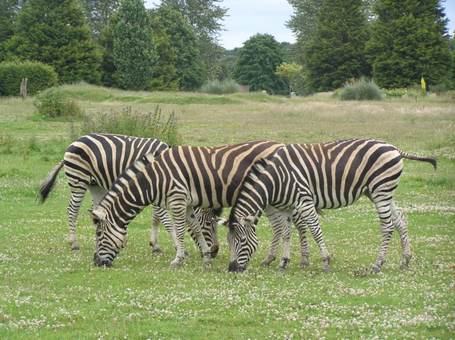 zebras.jpg
