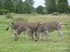 zebras_small.jpg
